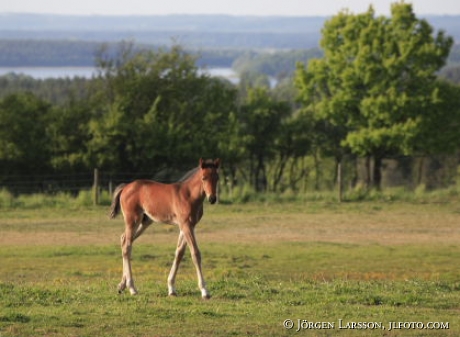 Swedish warmblod  foal  mare Skane