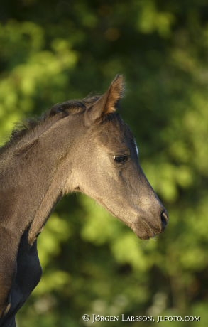 Swedish warmblod  