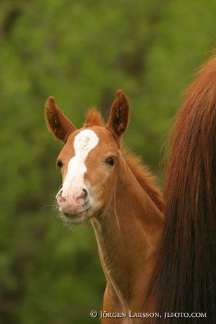 Swedish warmblood