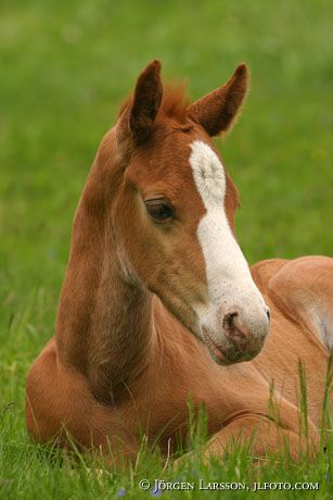 Swedish warmblood