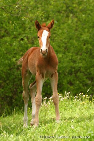 Swedish warmblood