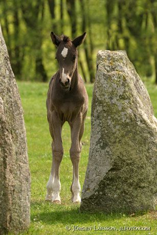 Swedish warmblood