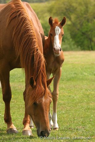 Swedish warmblood