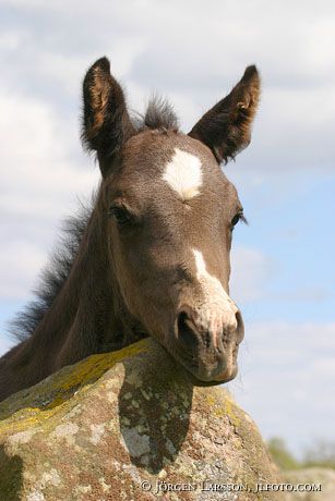 Swedish warmblood