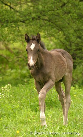 Swedish warmblood