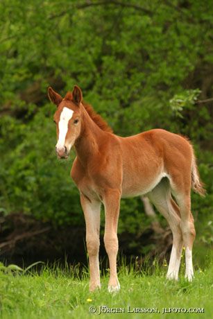 Swedish warmblood