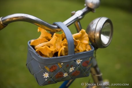 Chanterelle