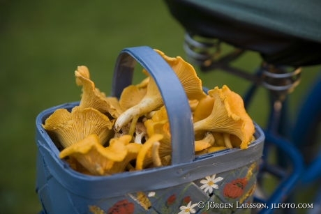 Chanterelle