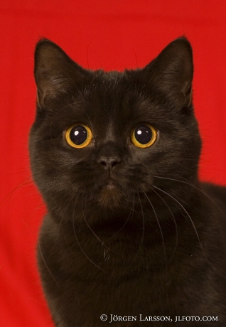 Black cat British shorthair