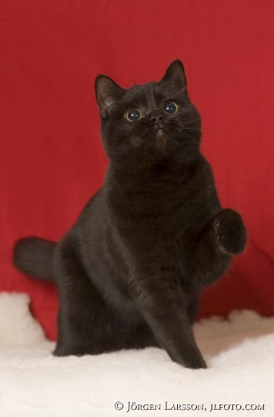 Black cat British shorthair