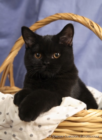 Cat Brittish shorthair