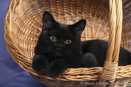 Cat Brittish shorthair