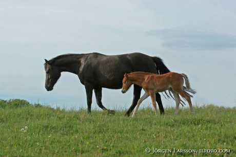 Swedish warmblood