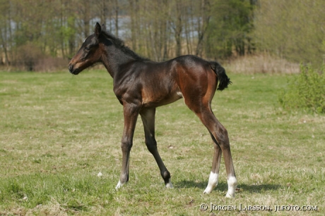 Swedish warmblood trotter foal