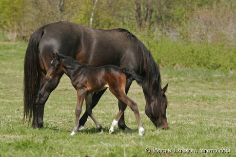 Swedish warmblood trotter mare with foal