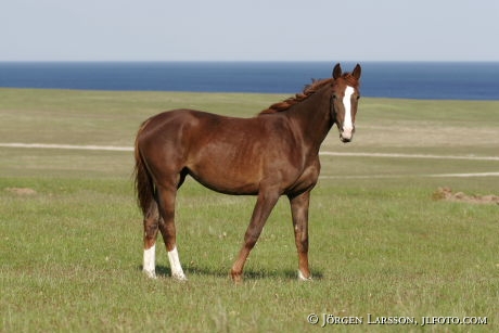 Swedish warmblod