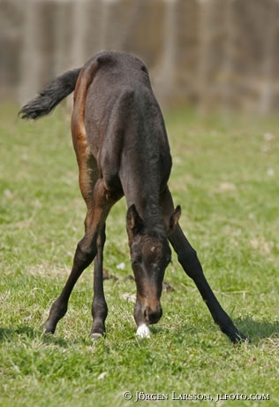 Swedish warmblood trotter foal