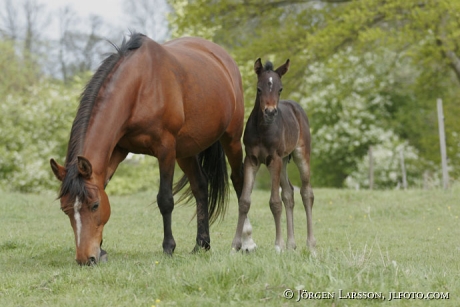 Swedish warmblod mare with foal