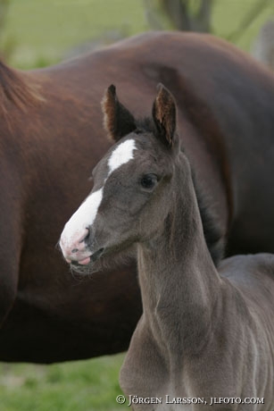 Swedish warmblod foal