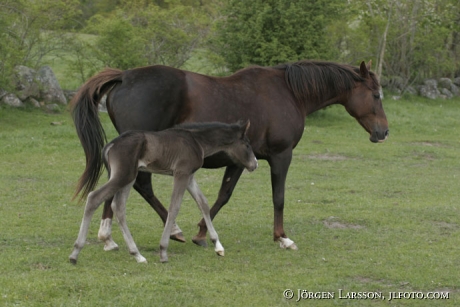 Swedish warmblod mare with foal