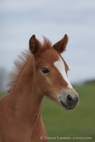 Swedish warmblod foal