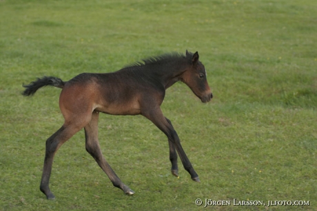 Swedish warmblod foal