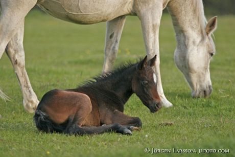 Swedish warmblod mare with foal