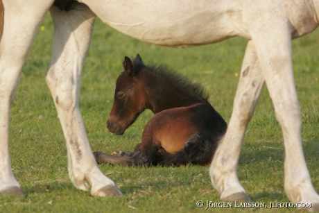 Swedish warmblod mare with foal