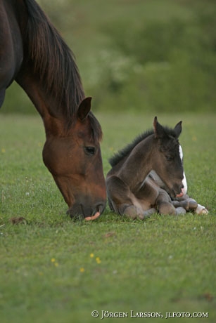 Swedish warmblod mare with foal