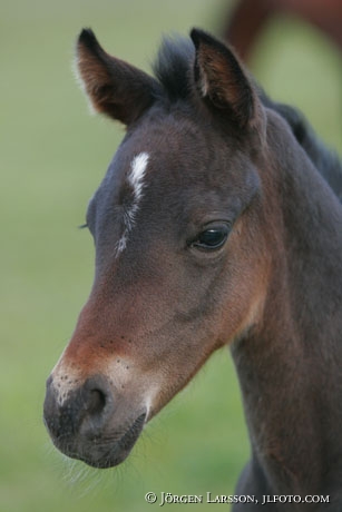 Swedish warmblod foal