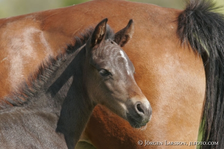 Swedish warmblod foal