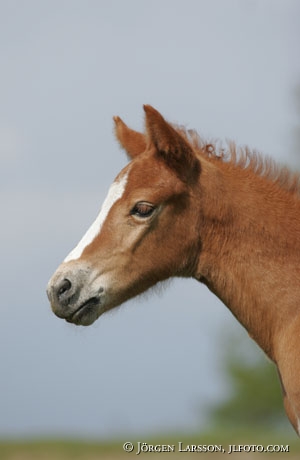 Swedish warmblod foal