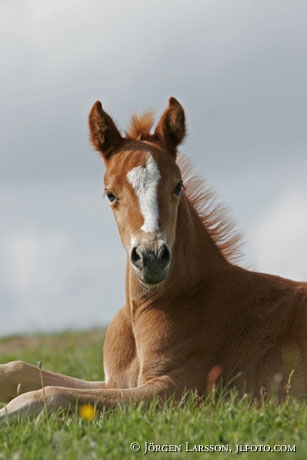 Swedish warmblod foal