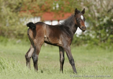 Swedish warmblod foal