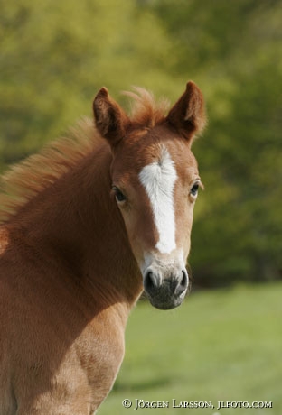 Swedish warmblod foal