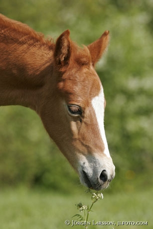 Swedish warmblod foal