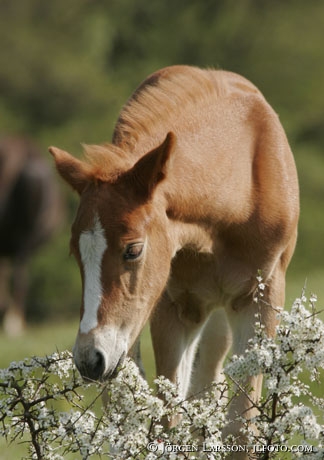 Swedish warmblod foal