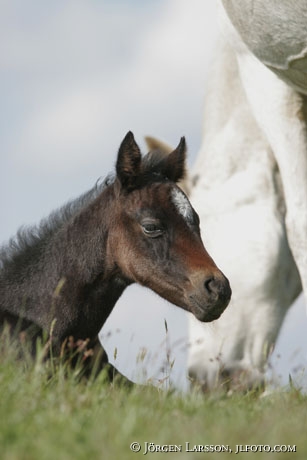 Swedish warmblod foal