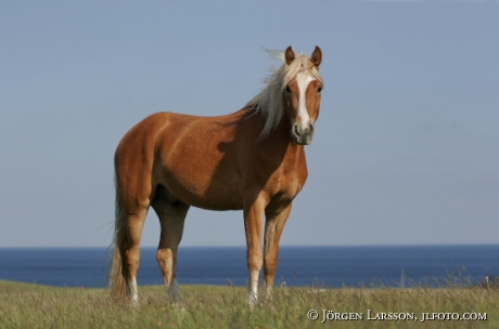 Warmblood