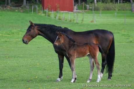 Swedish warmblood