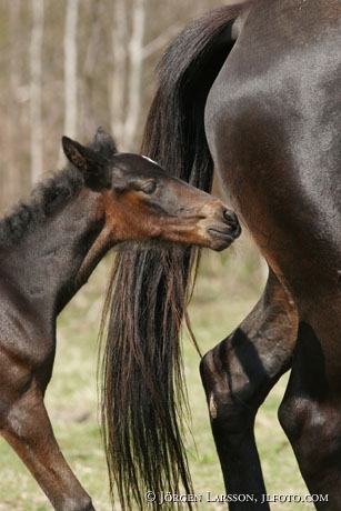 Swedish warmblod trotter mare with foal