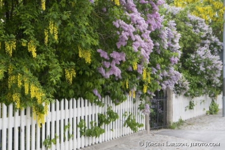 Flowers at Visby Gotland