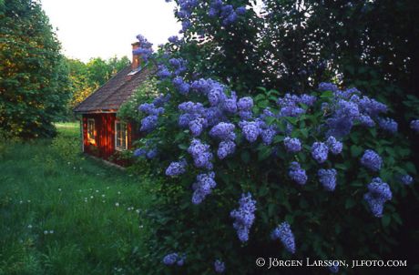 Lilac Ostergotland Sweden