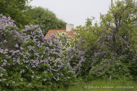 Spring Gotland Sweden