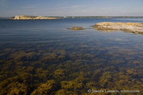 Clear water Baltic sea Sweden