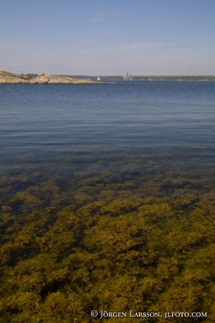 Clear water Baltic sea Sweden