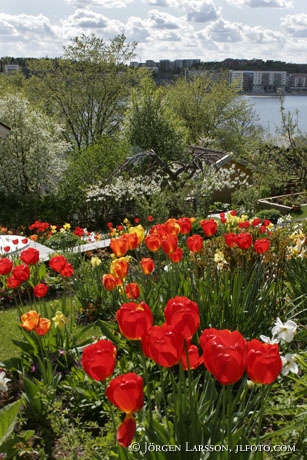 Tulips Tantolunden Stockholm