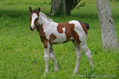 Tinker foal