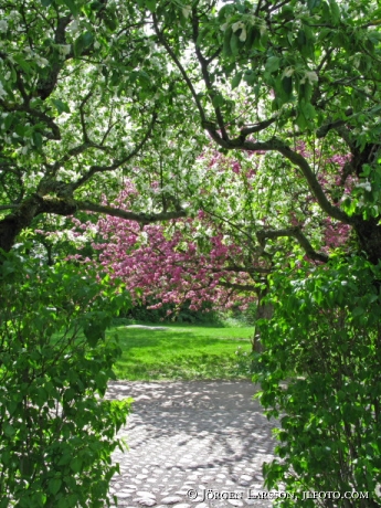 Trädgård med blommande fruktträd Skansen