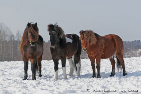 Iceland pony